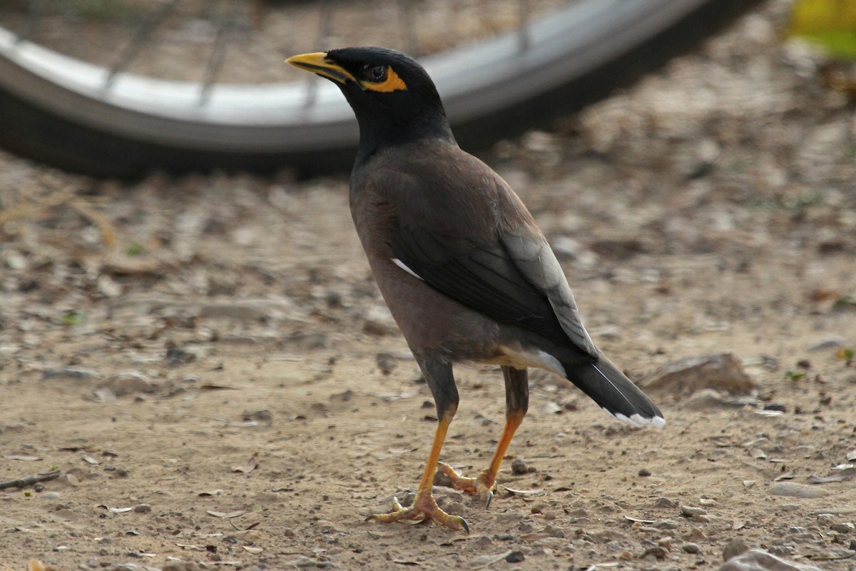 Common Myna - ML314894381