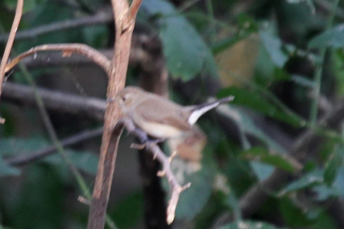 Taiga Flycatcher - ML314894931