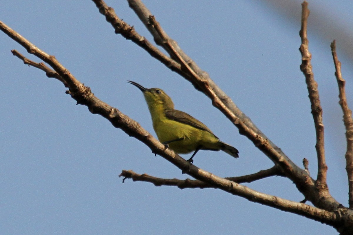 Ornate Sunbird - ML314895411