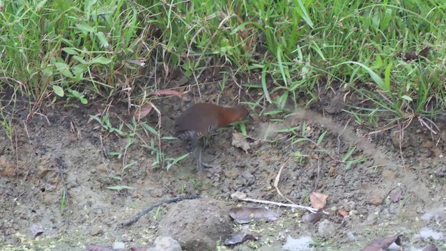 White-throated Crake - ML314895741