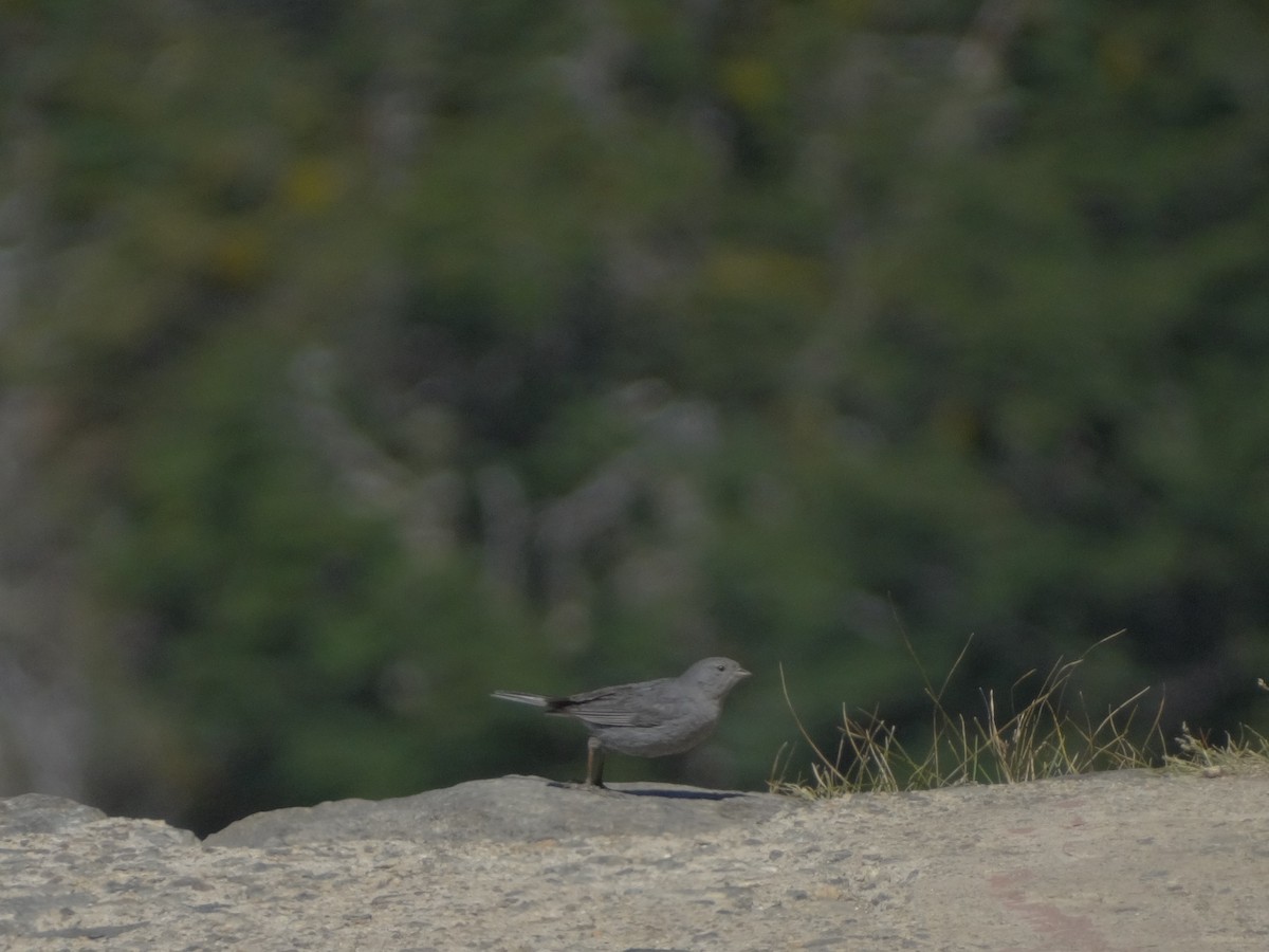 Plumbeous Sierra Finch - Pierre Pitte