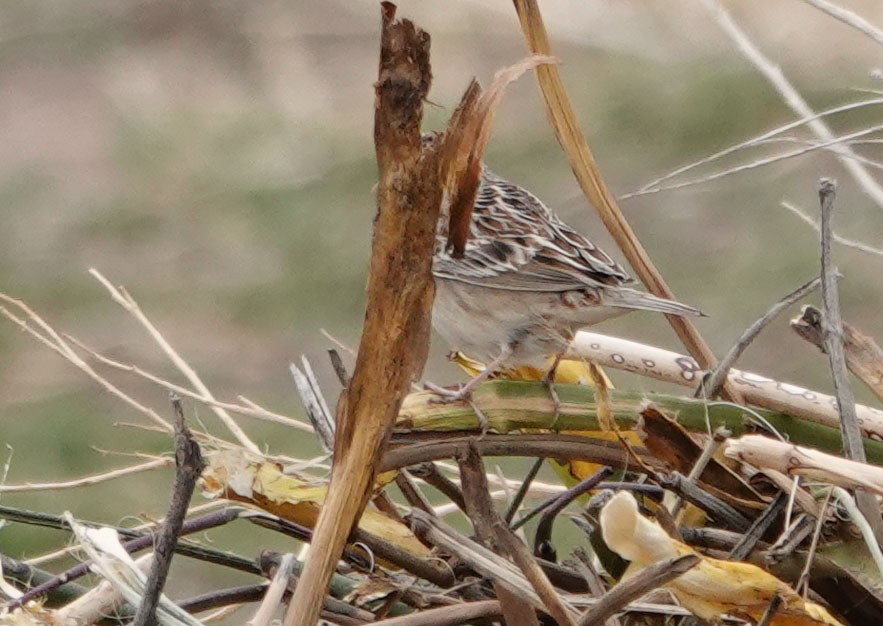 Grasshopper Sparrow - Cathy Beck