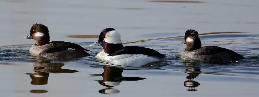 Bufflehead - ML314898941