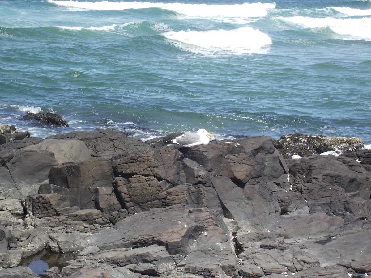 Western Gull - Nathan Anderson