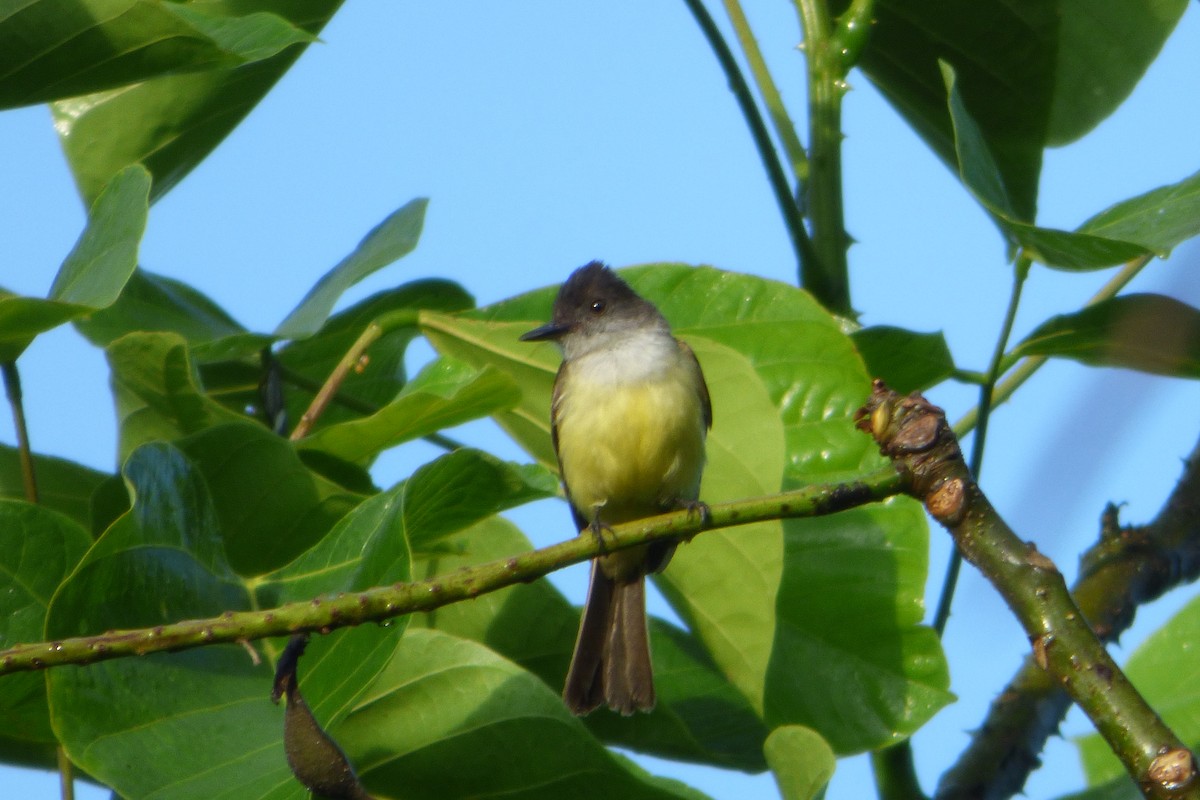 Dusky-capped Flycatcher - ML314899581