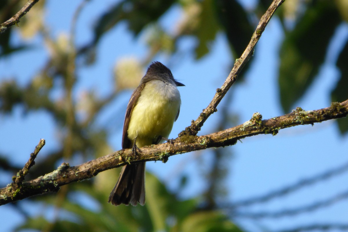 Dusky-capped Flycatcher - Juan Manuel Pérez de Ana