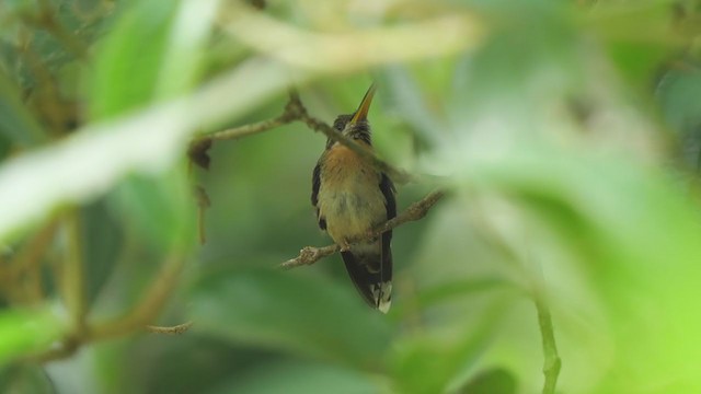 Полосатохвостый колибри-отшельник - ML314899711