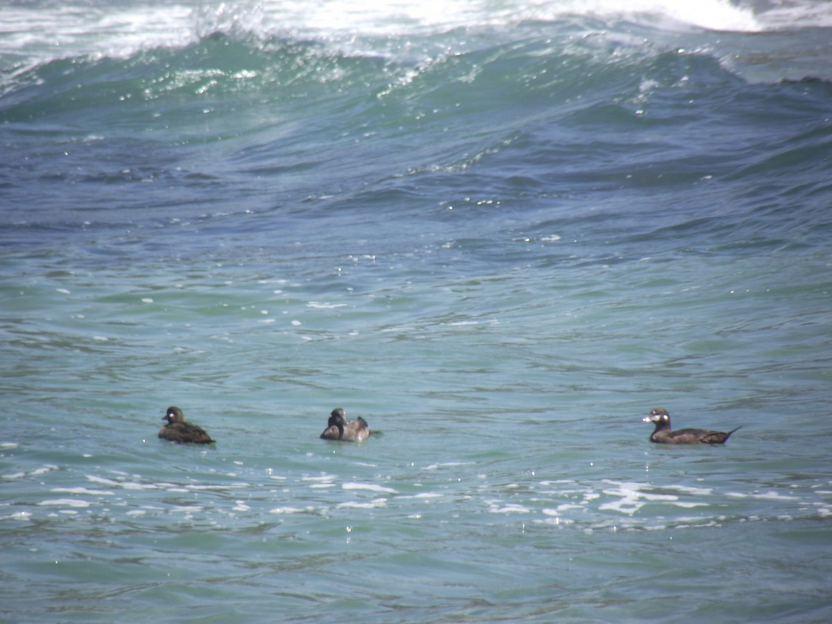 Harlequin Duck - ML31489991