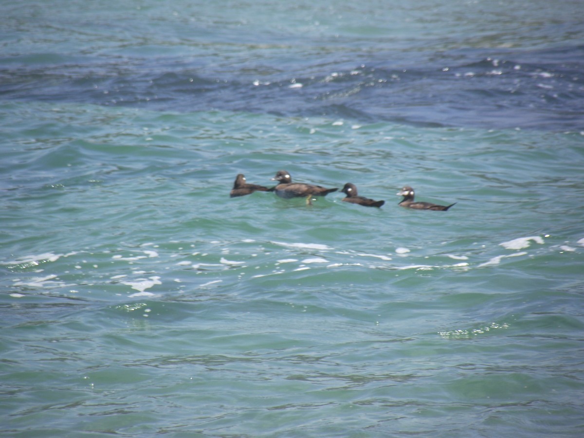 Harlequin Duck - ML31490001