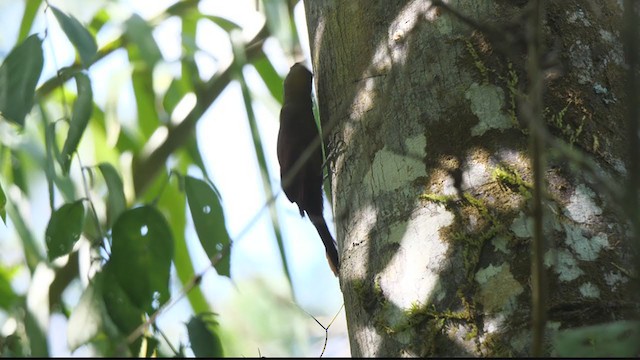 Cocoa Woodcreeper - ML314900041