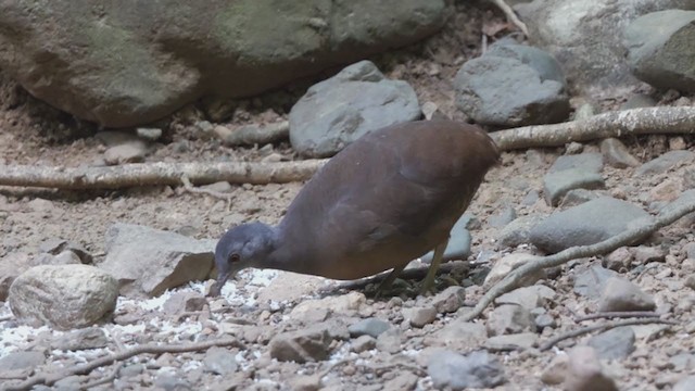 Blue Ground Dove - ML314901481