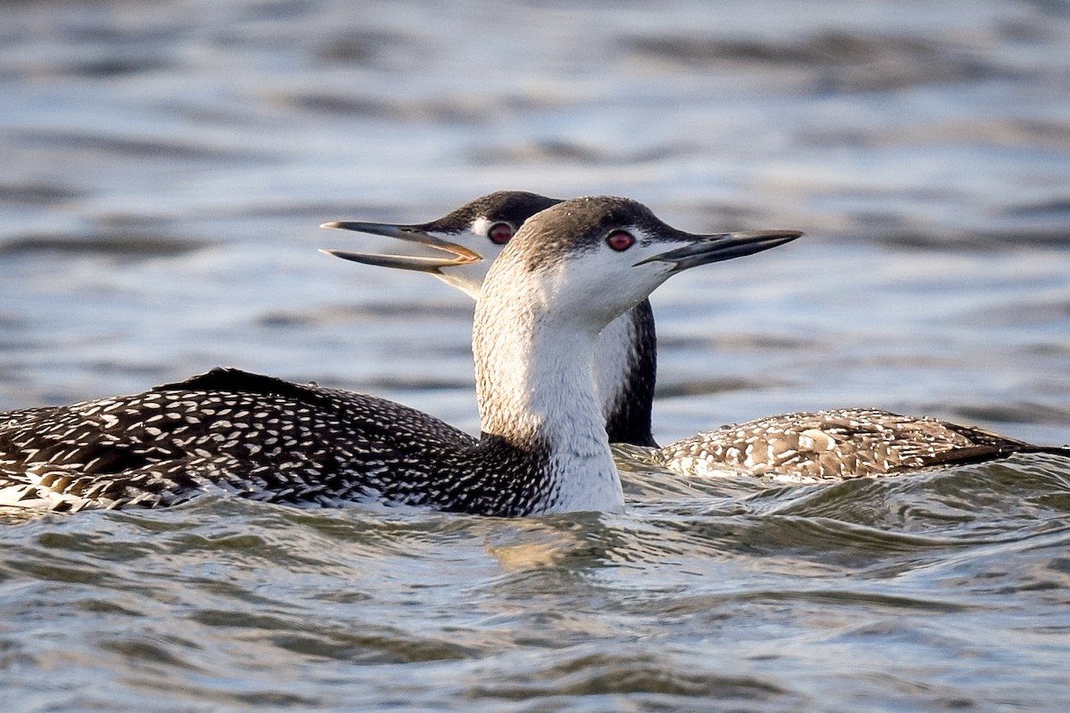 Red-throated Loon - Mitchell Goldfarb