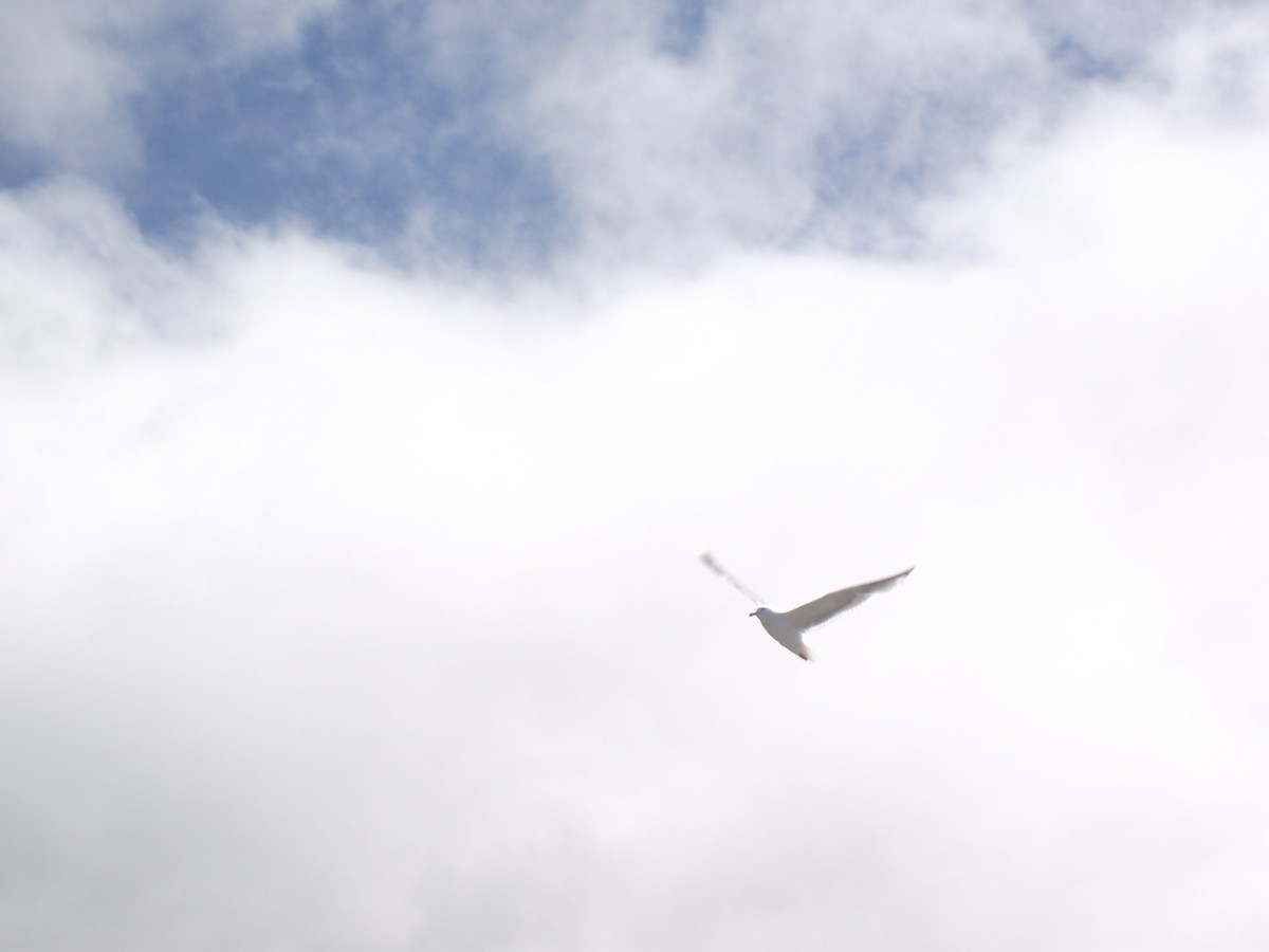 Western x Glaucous-winged Gull (hybrid) - Nathan Anderson