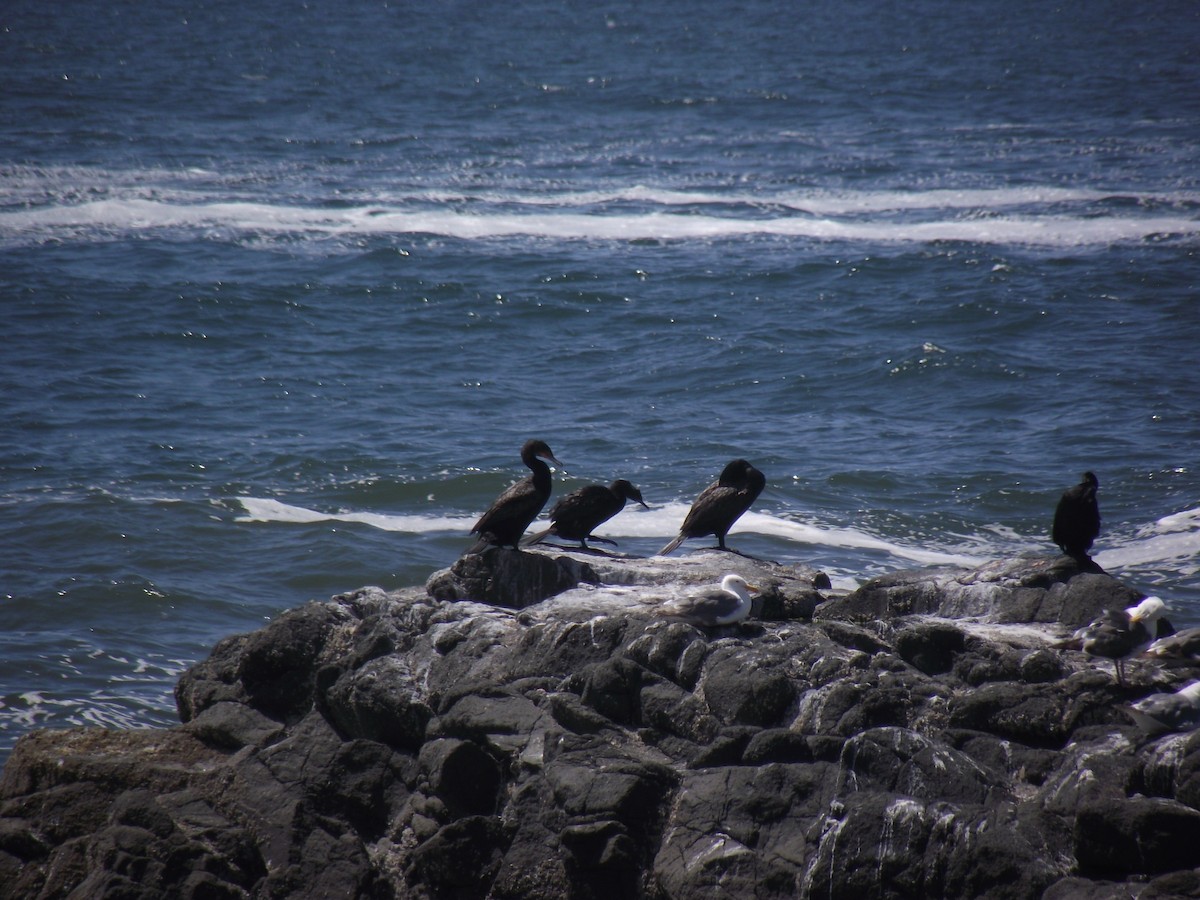 Cormorán Pelágico - ML31490271