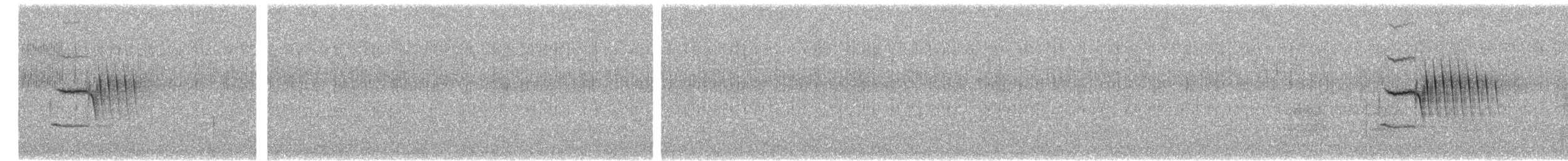 Тауї плямистий - ML31490281