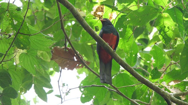 Slaty-tailed Trogon - ML314903101