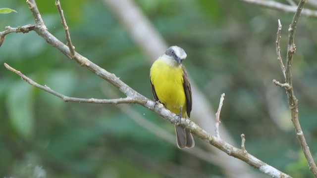Gray-capped Flycatcher - ML314904091