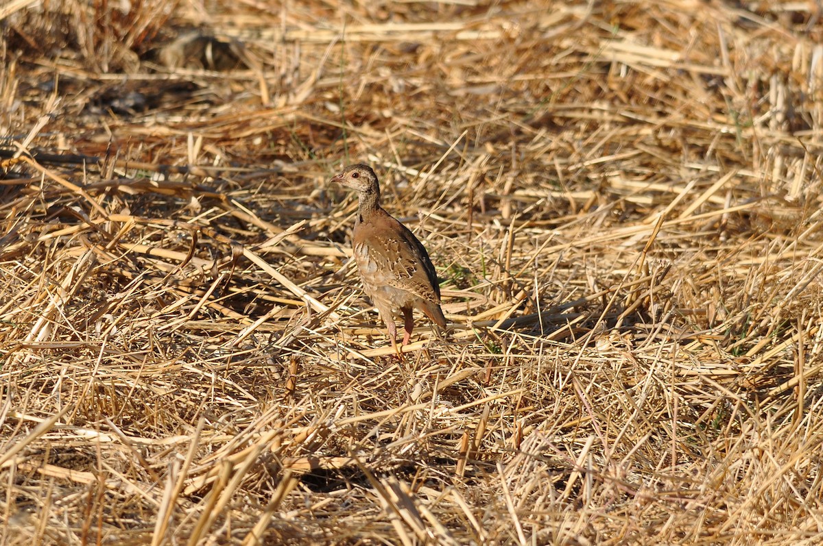 Red-legged Partridge - ML31490461