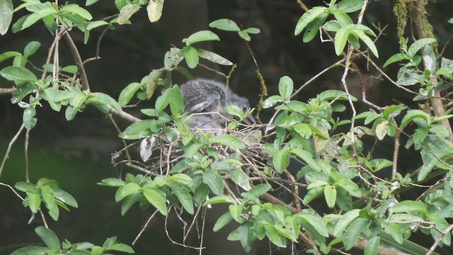 Boat-billed Heron - ML314904751