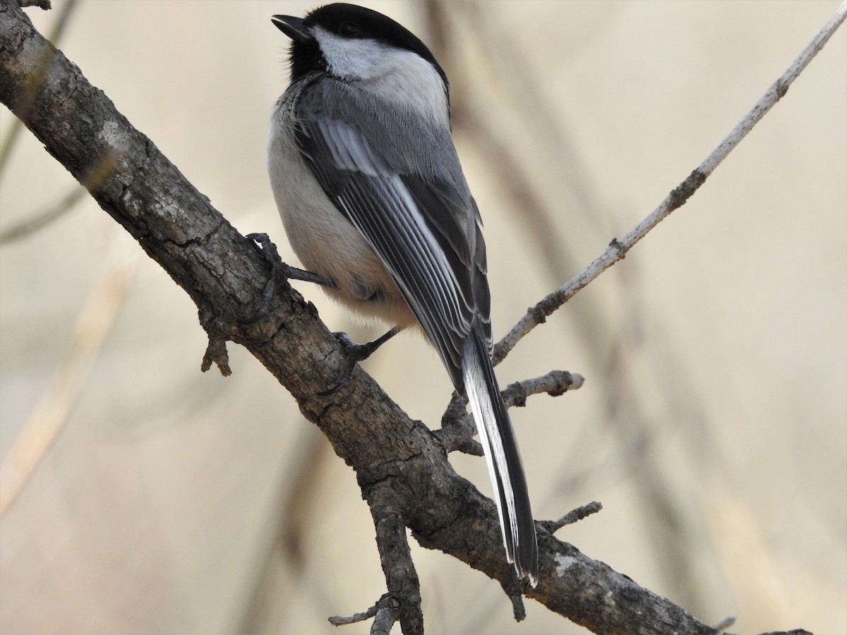 Mésange à tête noire - ML314905361