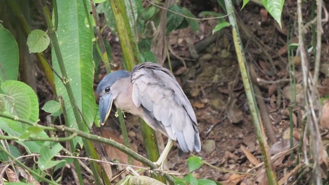 Boat-billed Heron - ML314905911