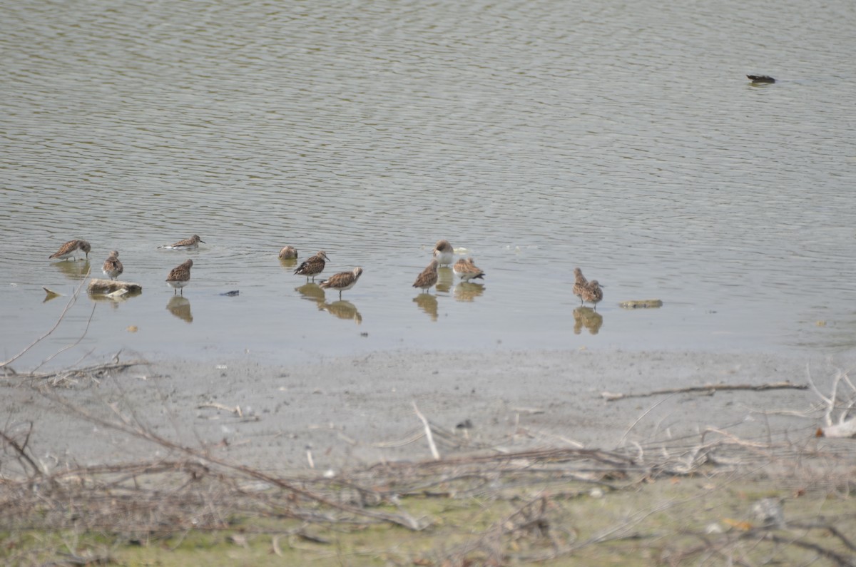 Least Sandpiper - ML314906011