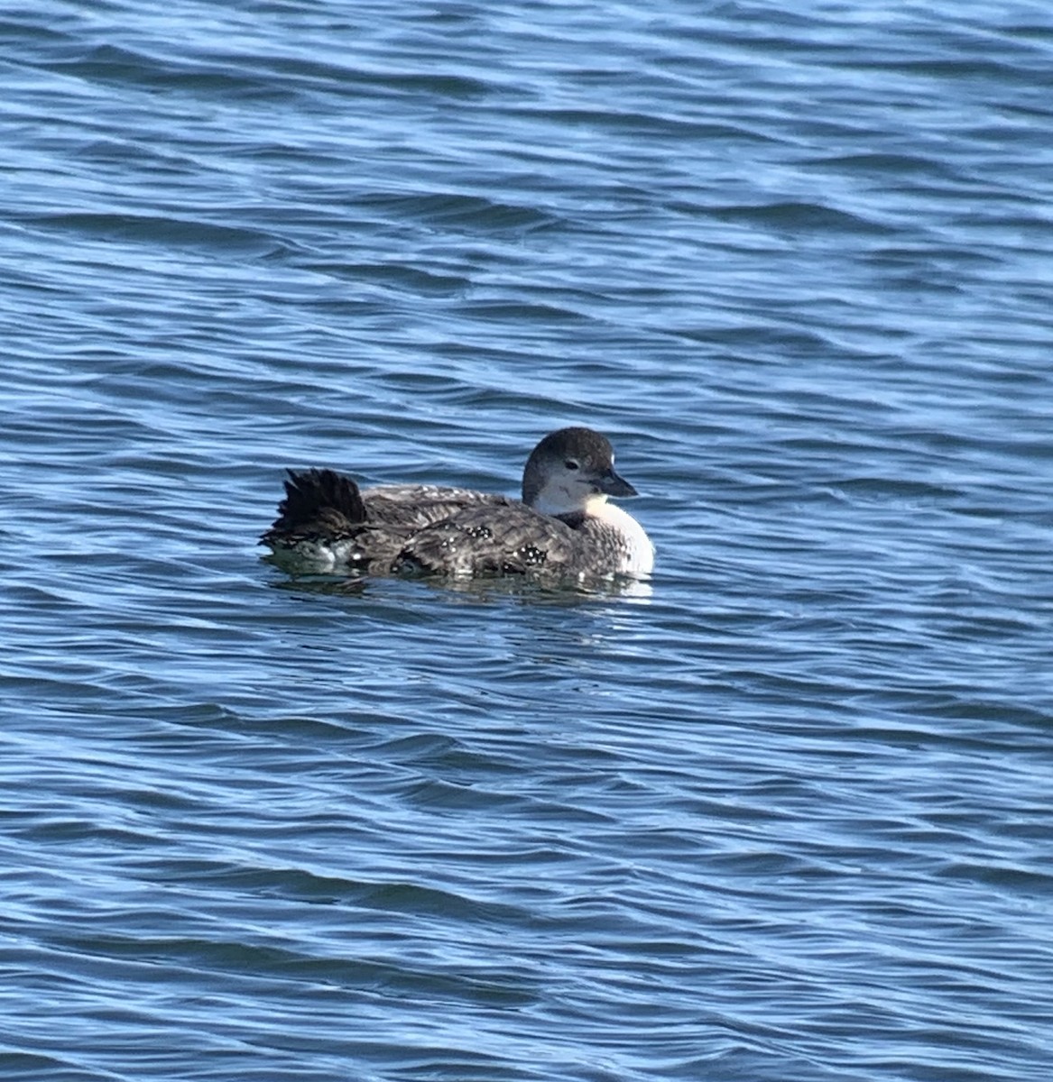 Plongeon huard - ML314906611