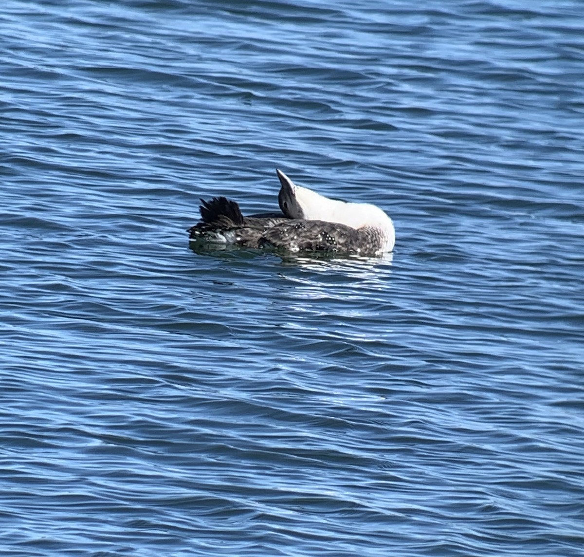 Common Loon - Kevin McGrath