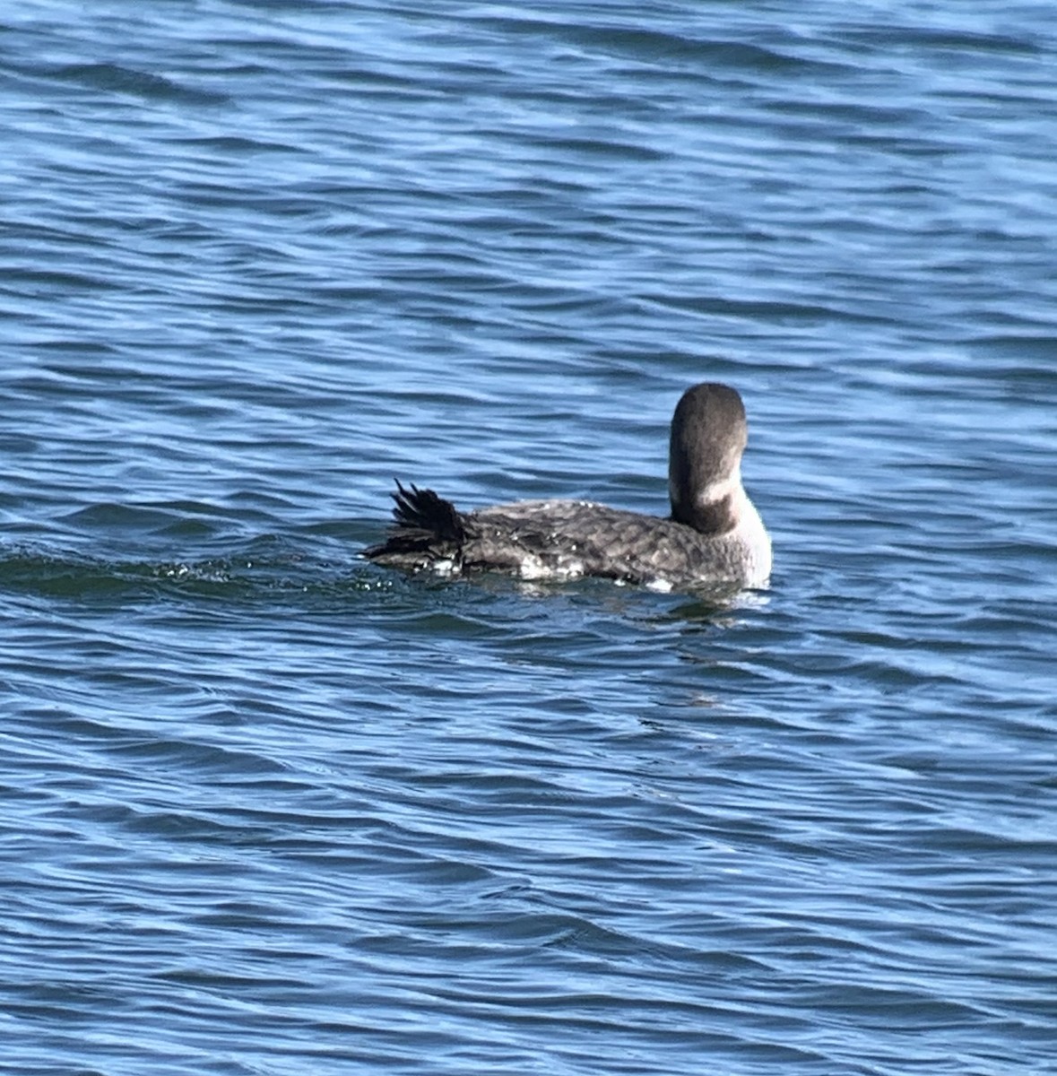 Plongeon huard - ML314906671