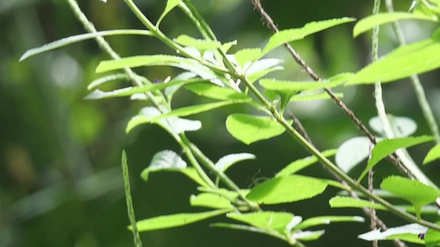 Stripe-throated Hermit - ML314909781