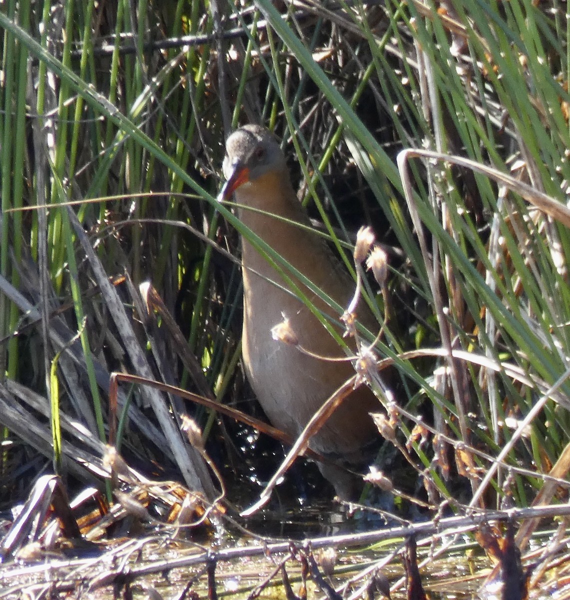 Virginia Rail - ML314909831