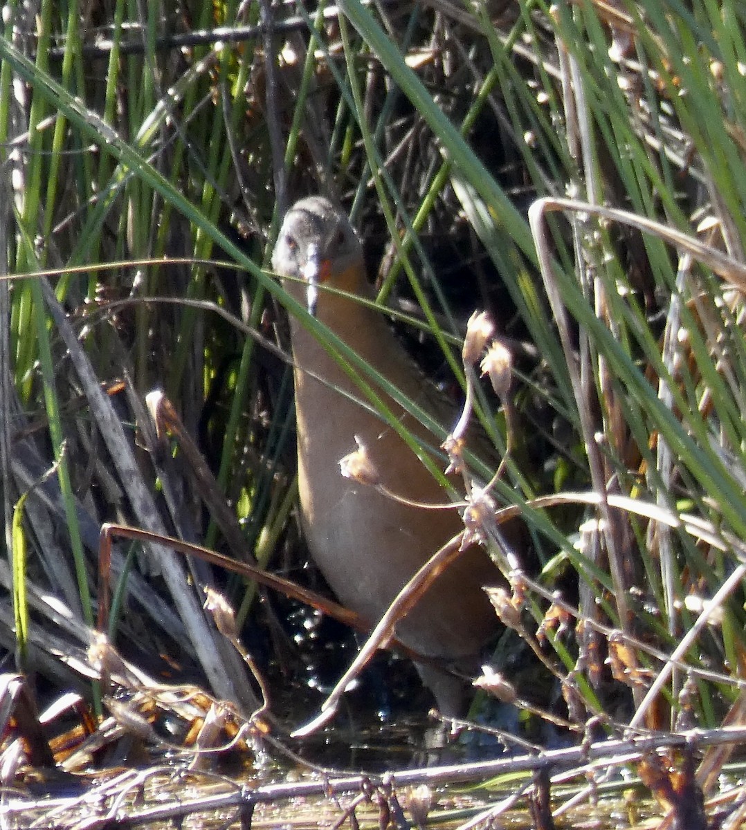 Virginia Rail - ML314909841