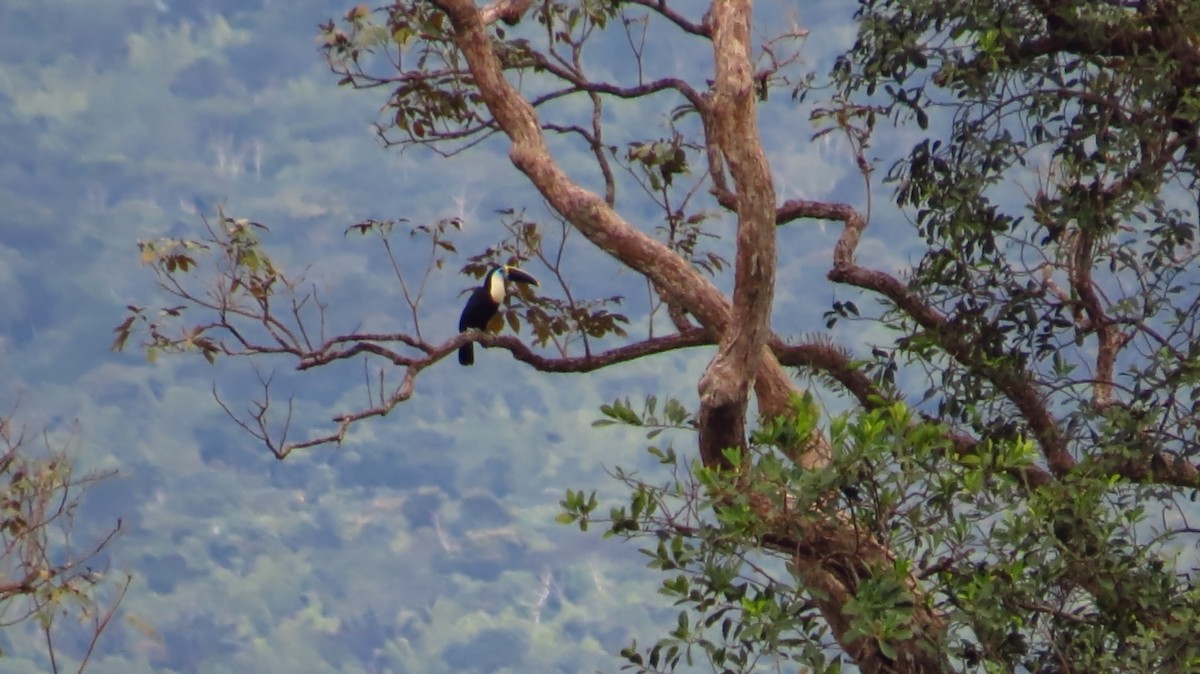 White-throated Toucan - ML31491021