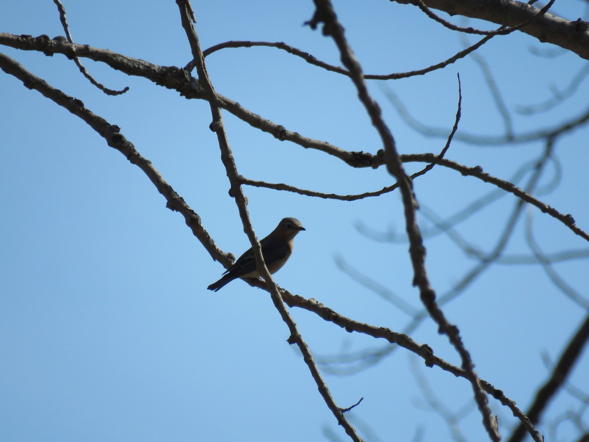 Eastern Bluebird - ML314911351