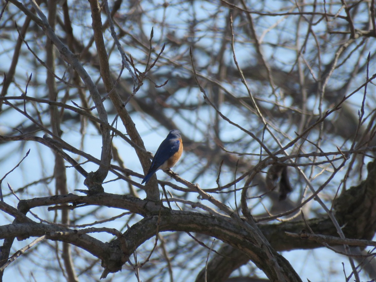 Eastern Bluebird - ML314911361