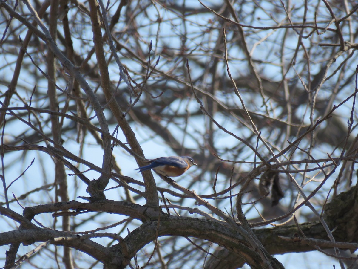 Eastern Bluebird - ML314911371