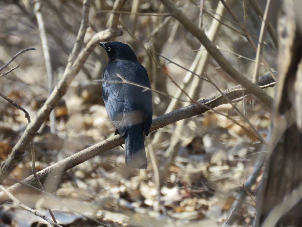 Rusty Blackbird - ML314911611