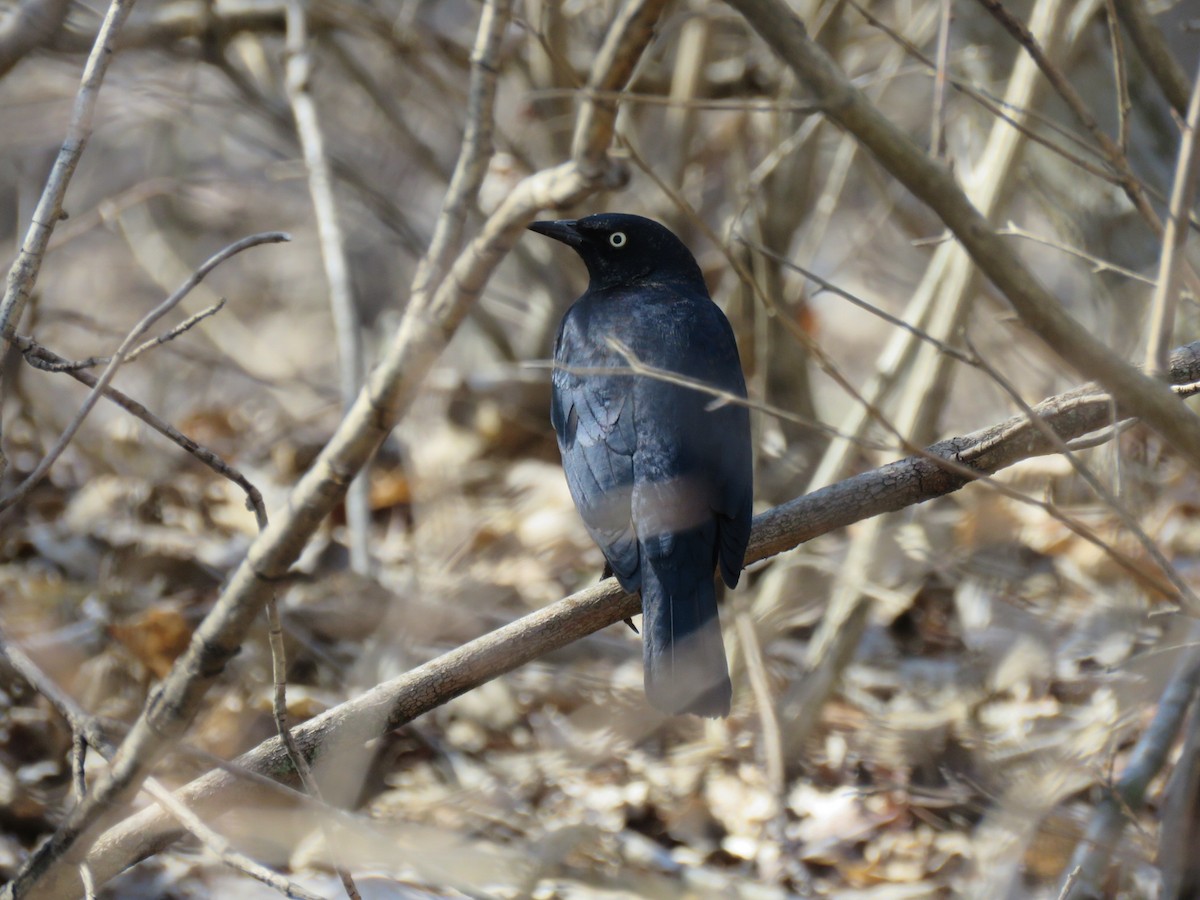 Rusty Blackbird - ML314911621