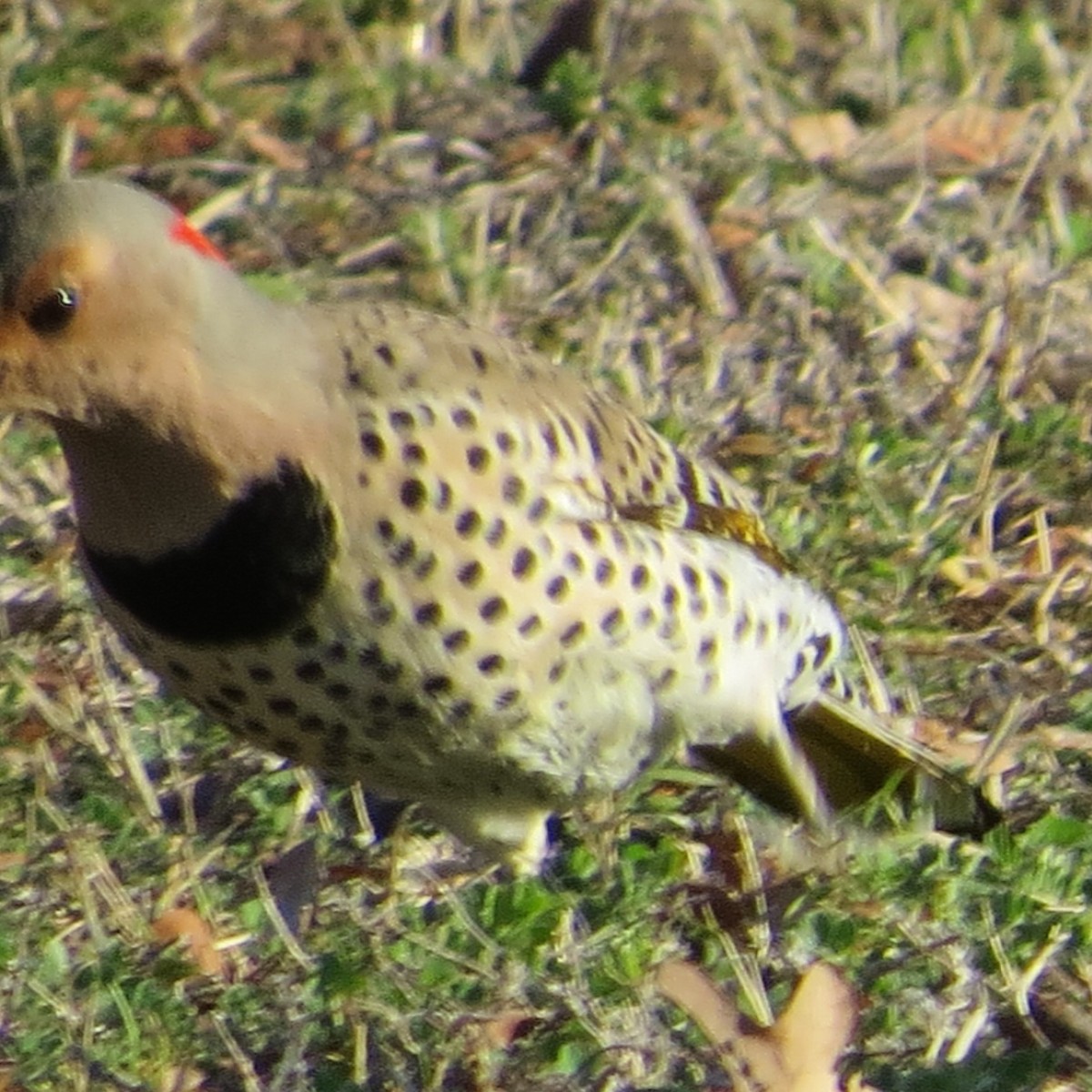 Northern Flicker (Yellow-shafted) - ML314912461