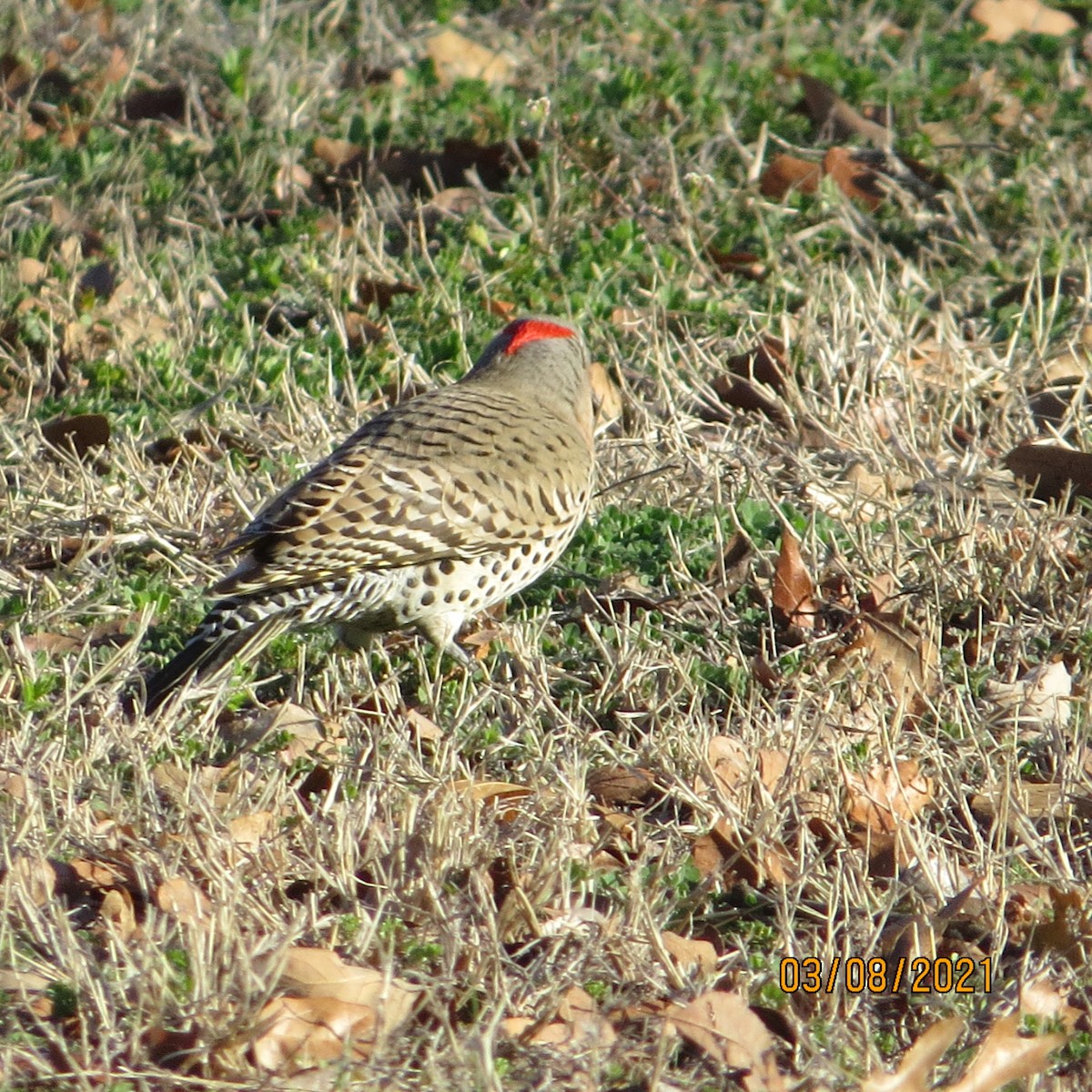 Northern Flicker (Yellow-shafted) - ML314912551
