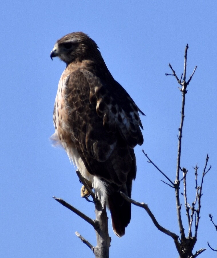 Red-tailed Hawk - ML314912971