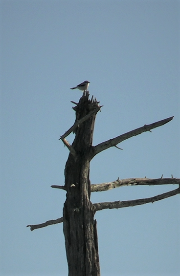 Northern Shrike - ML314913191