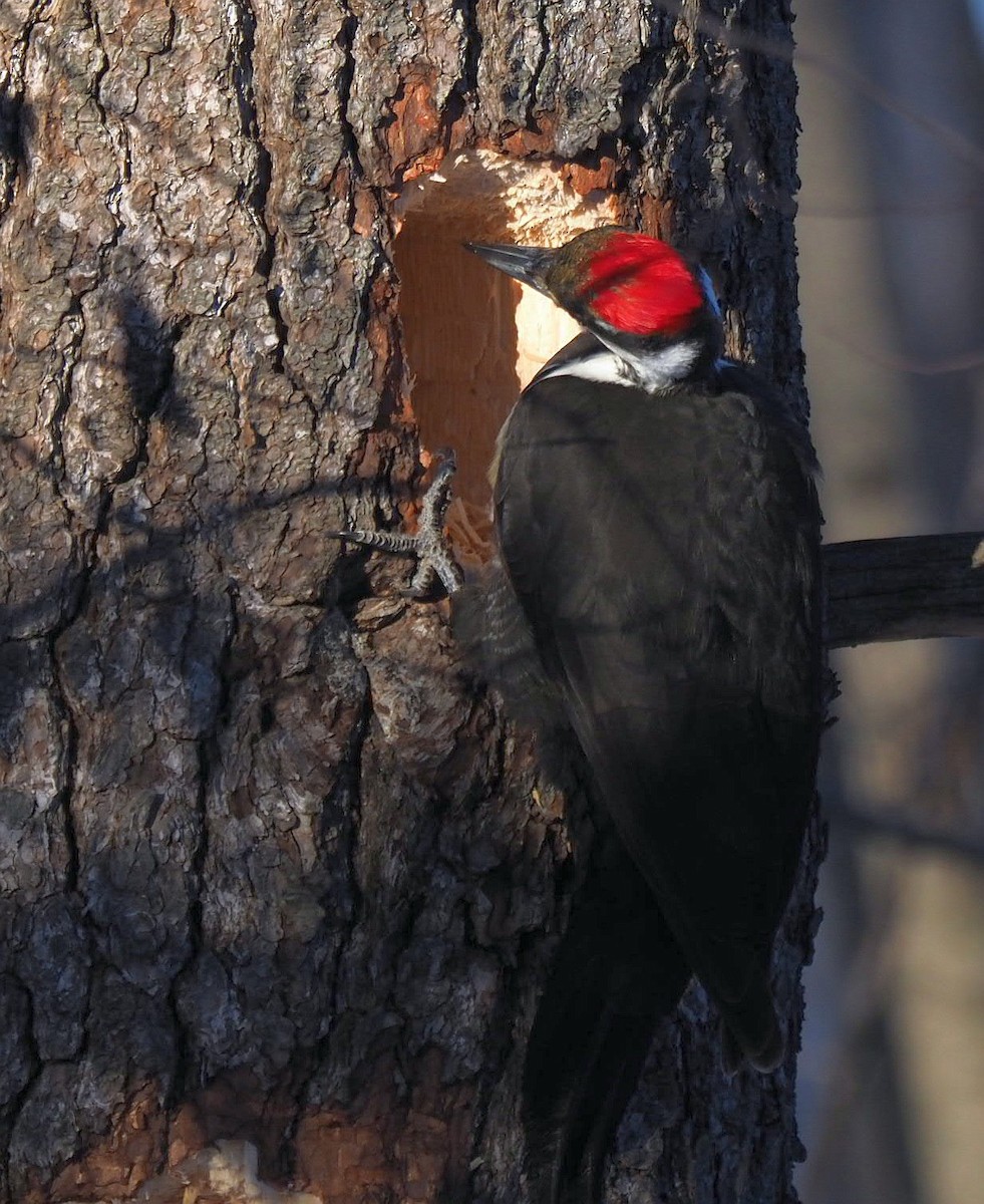 Pileated Woodpecker - ML314915401
