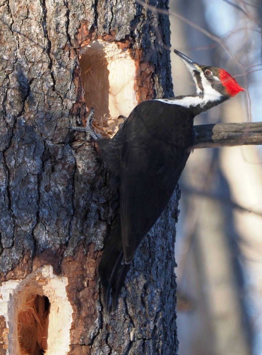 Pileated Woodpecker - ML314915471