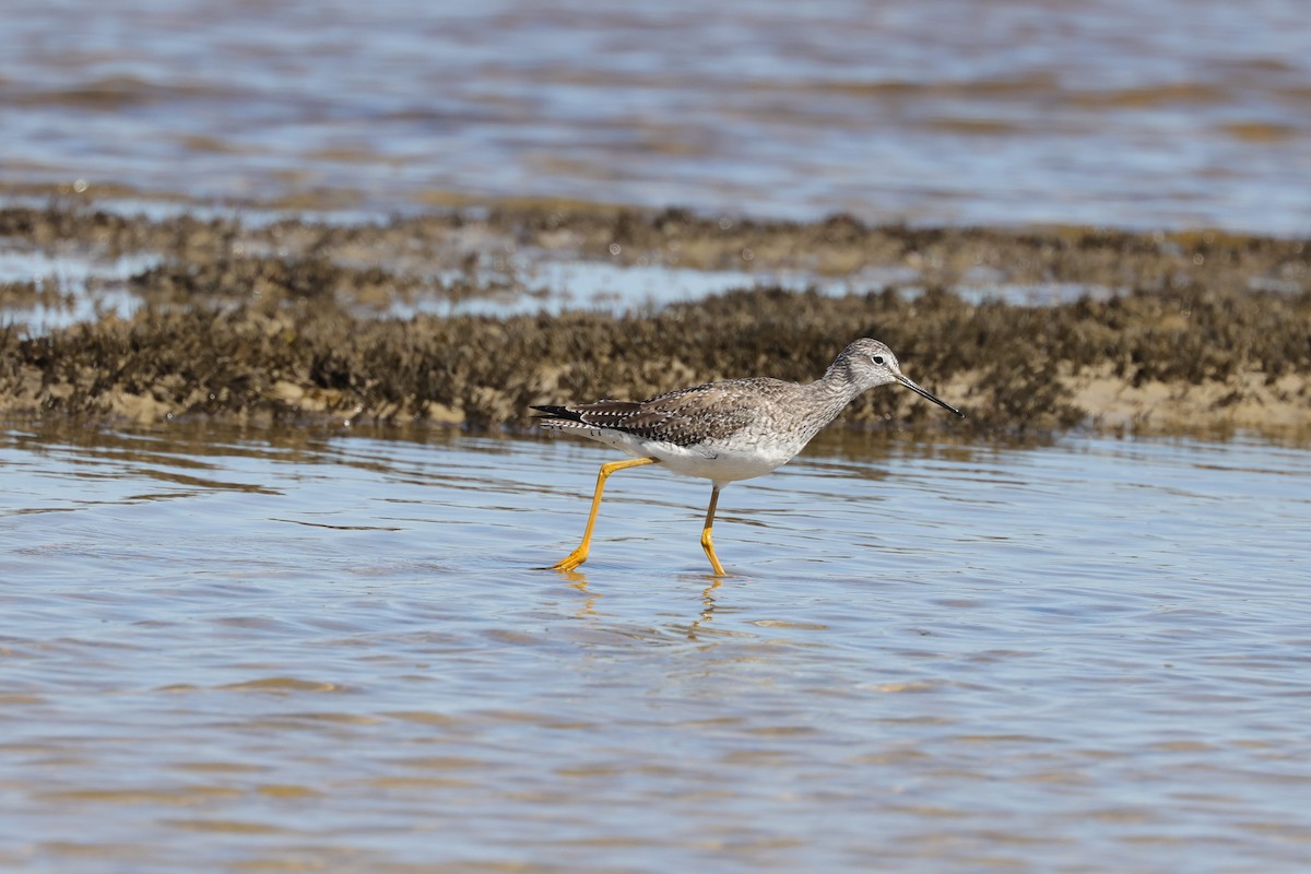 Greater Yellowlegs - ML314916091