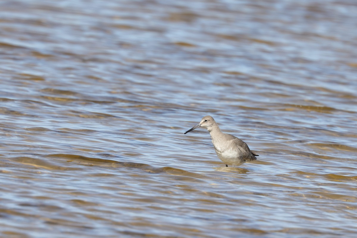 Kuliska erdipalmatua - ML314916141