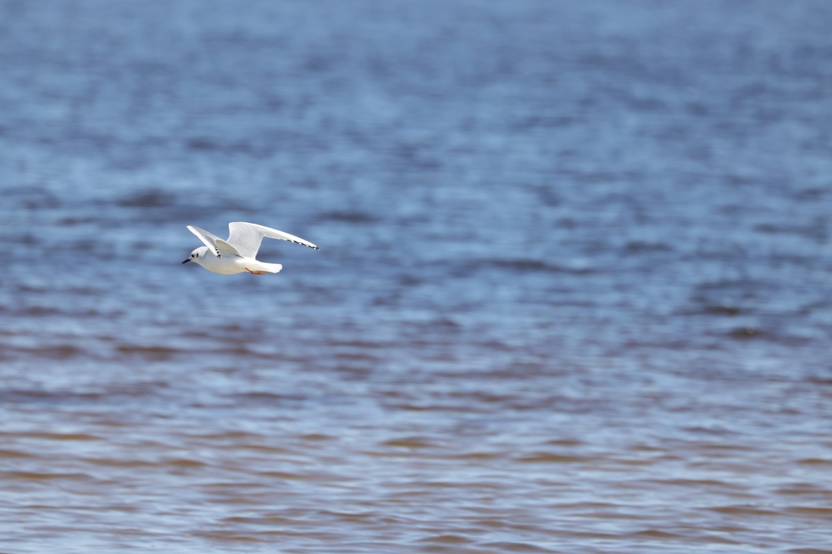 Bonaparte antxeta - ML314916181