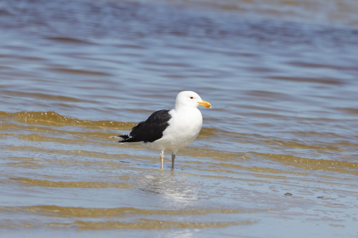 Kaio beltza - ML314916221