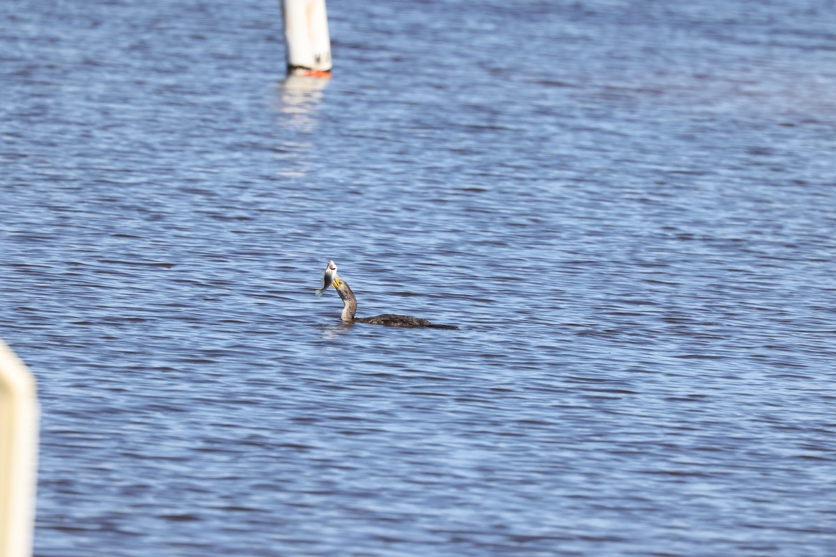 Ubarroi belarriduna - ML314916291