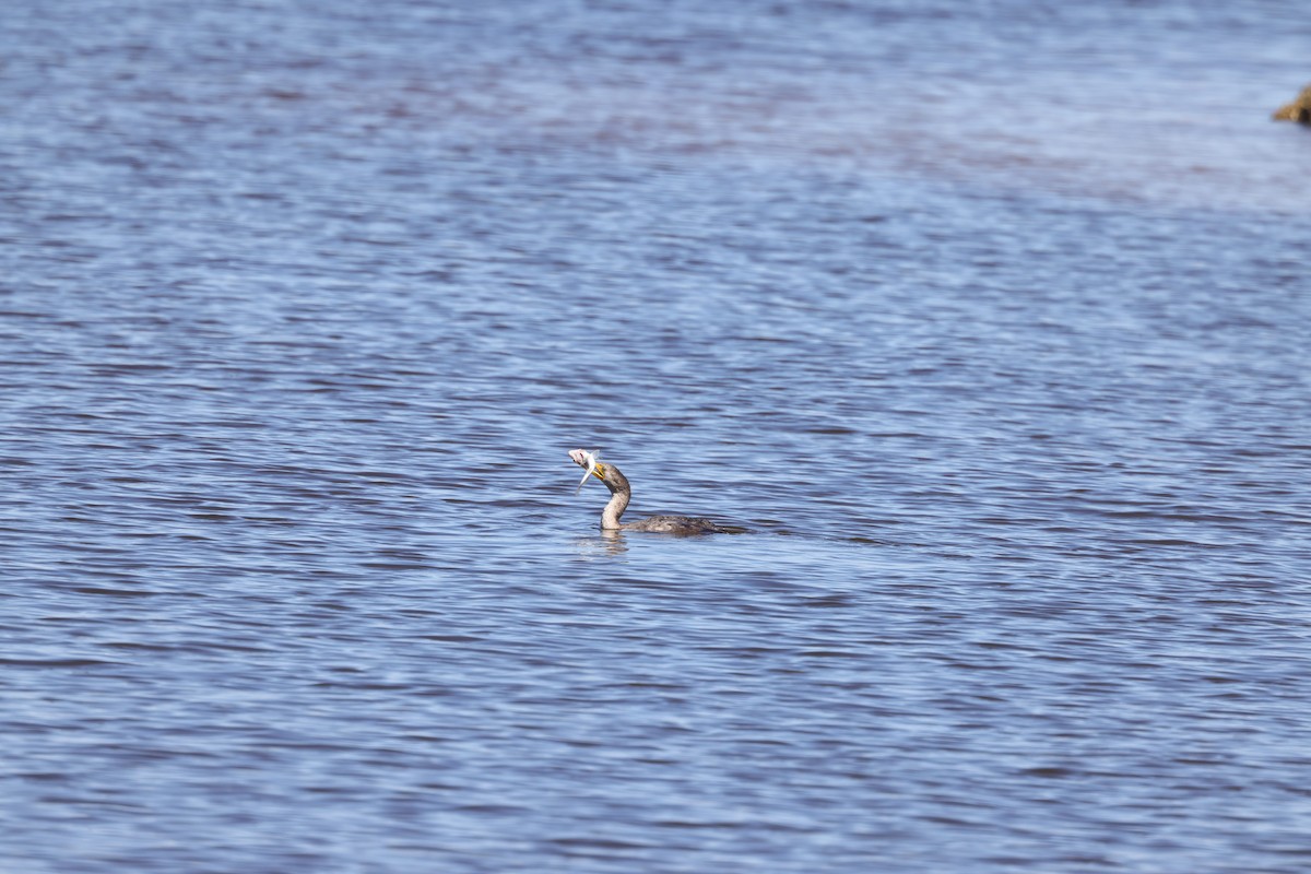 Ubarroi belarriduna - ML314916341